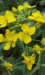 Bright yellow flowers of canola
