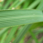 Thick green lined stem of African feather grass