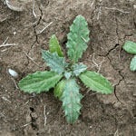 Green leaves of soldier thistle
