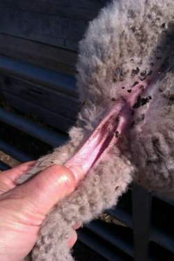 A lamb tail pulled taut with someone's thumb marking where to cut at the caudal fold