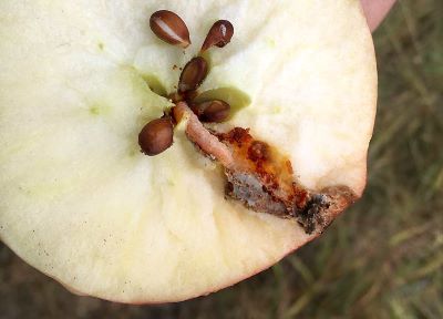 Codling moth larvae funnelling into apple