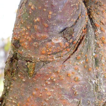 Red purple discolouration on trunk of tree 