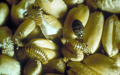 Khapra beetle adults, larvae and cast beetle skins in grain storage 