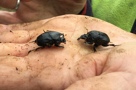 Male and female dung beetle on a hand, they are black with a hard shell