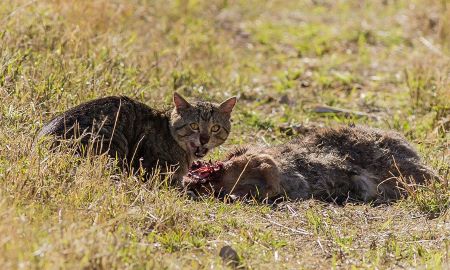 Feral cat feeding off native animal