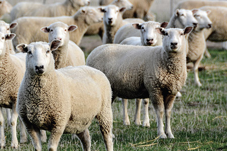 Sheep in a field in front of fence
