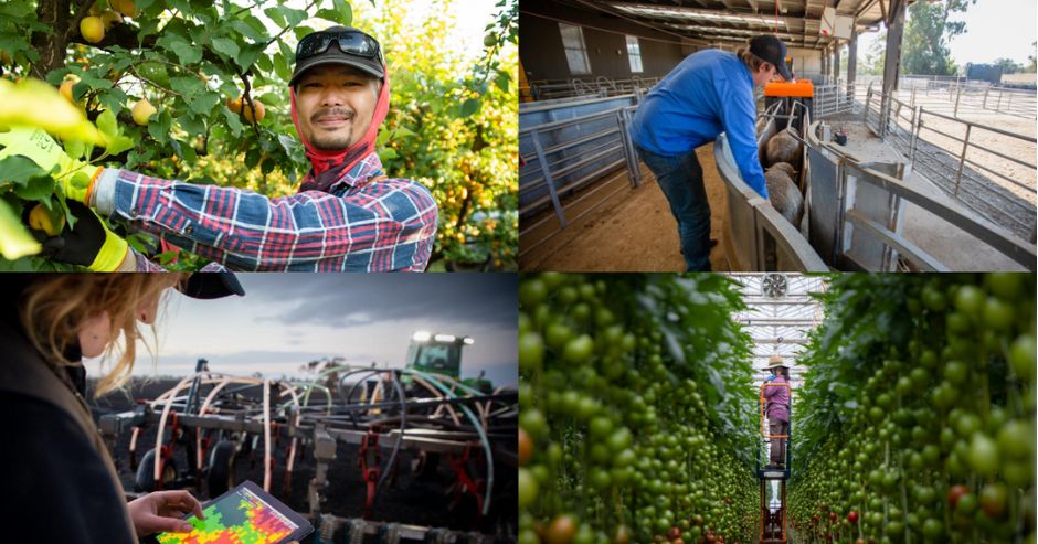 collage of four images top left farmer harvesting apples by hand top right young male farmer pushing sheep through a race bottom left callibrating seed drill on ipad and bottom right harvesting greenhouse tomatoes