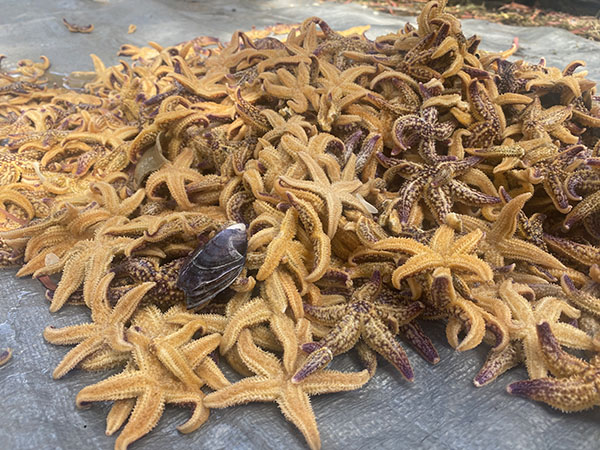 Pile of invasive starfish