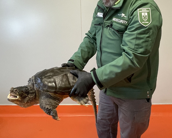 A biosecurity officer holds a live common snapping turtle