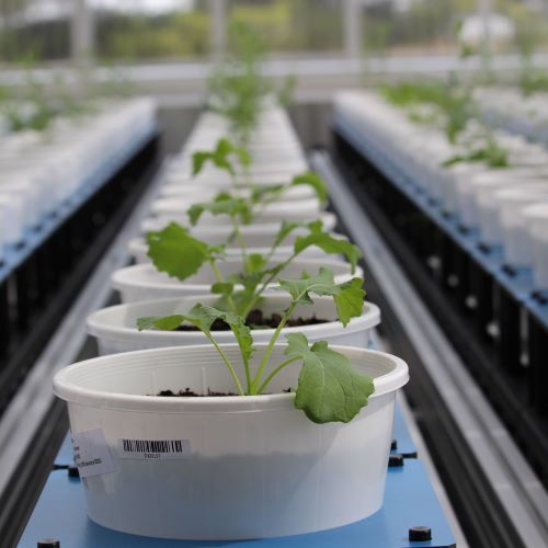 A row of plants in pots in a greenhouse