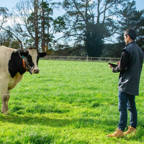 Scientist using tablet to record information on behaviour of animals grazing at Ellinbank SmartFarm