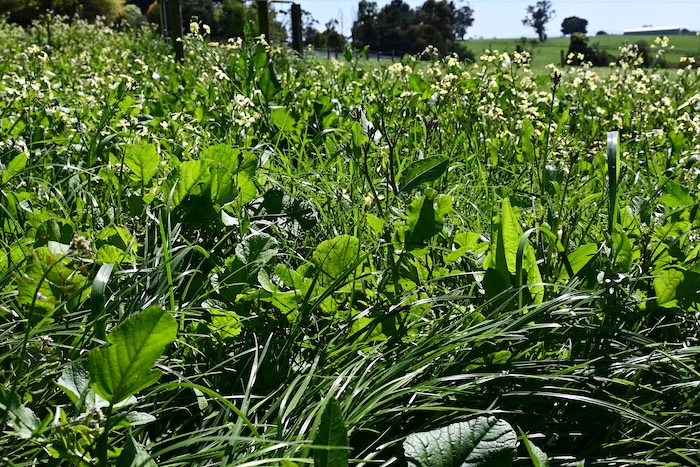 Pasture 365 experimental plot at Ellinbank SmartFarm.