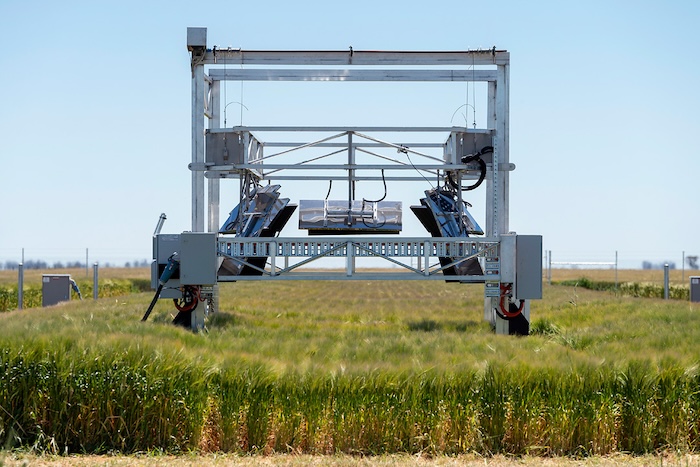 FATE Trolley sitting amid mature wheat crop FATE Trolley sitting amid mature wheat crop