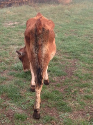 Affected calf with weight loss A calf with weight loss.