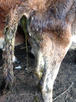 Affected calf with weight loss and scouring The rear of a calf with scouring.
