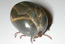 Engorged adult female Haemaphysalis longicornis