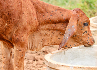 Picture of cow with lumpy skin disease