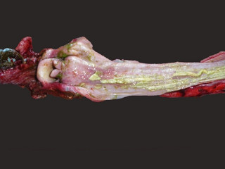 Close up of an affected oesophagus.