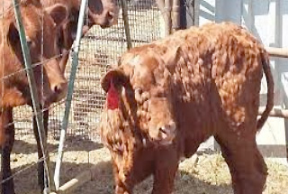 A young brown cow with lumps over its body.