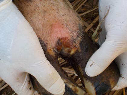 Blistered hoof being held by gloved hands