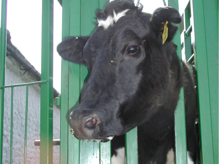 Stringy saliva falling to the ground from a cow’s mouth