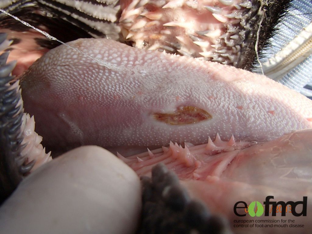 Orange - red and dented area on tongue showing healing lesion
