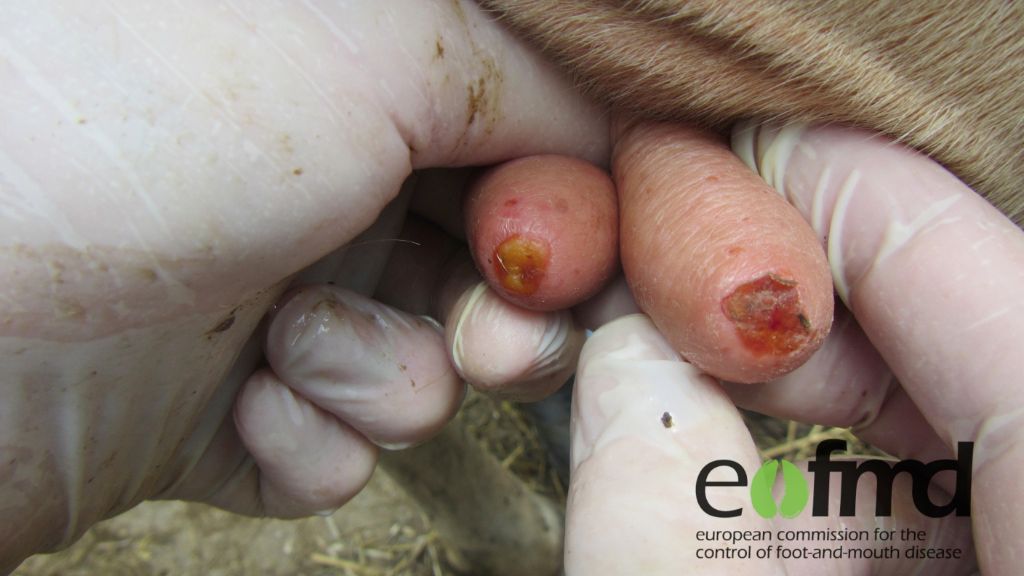 Large red ruptured blister on the gum of the upper jaw of a cow