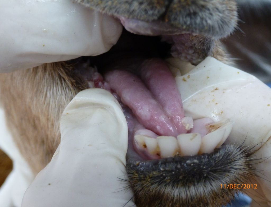 Goat with open mouth, showing whitish raised tongue lesion 