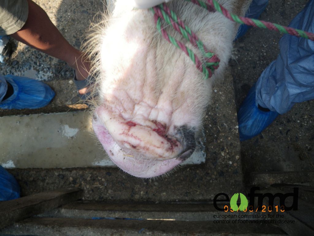 Lesions on the top of the snout of a pig, seen as small dark red marks