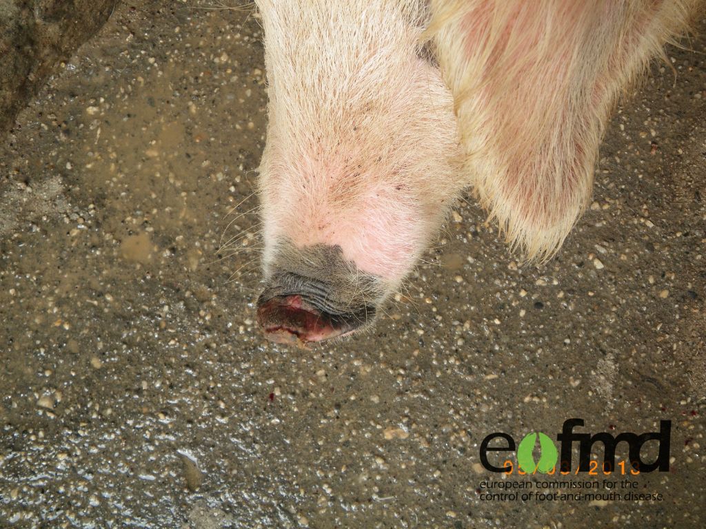 Old lesion on a pig&rsquo;s snout shown as dark red area on the tip of the snout