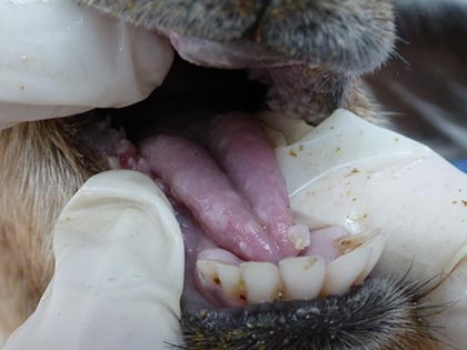 Photo of an unruptured blister on tongue
