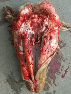 Figure 1 Skinned (ventral) sheep's head with tongue and soft tissues of throat removed