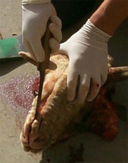 Figure 3 Cutting the nose of a sheep's head