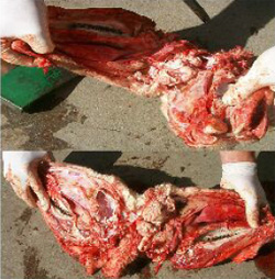Figure 7 Sheep's head that has been levered open and the brain and pituitary gland exposed