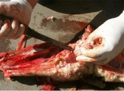 Figure 8 Exposed sheep's brain