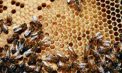 Healthy larvae, these are white and neatly curled at the base of their cells
