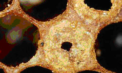 Perforated cell caps in an American foulbrood infected comb