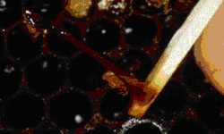 The matchstick or ropiness test – an excellent field test for diagnosing American foulbrood 