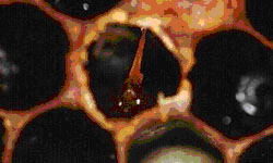 Some pupae infected with American foulbrood die after the tongue has formed. The infected pupa begins to decompose and dry to a thin scale, but the tongue remains pointing upwards and almost touches the upper cell wall.
