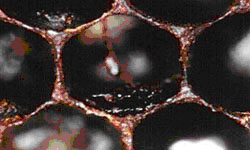 The tongue of the pupa infected with American foulbrood dries and becomes thinner. Note the scales (dried remains of larvae) in the cells left of the tongue 