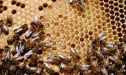 Healthy, yellow bee larvae and bees working