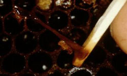 Matchstick pulling out sticky brown larval remains from a cell