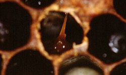 Cell with infected pupae showing a 'tongue' that has formed