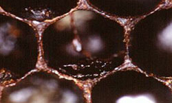 Blackened cells with dried pupa