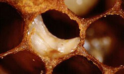  Cell with infected pupae showing a 'tongue' that has formed