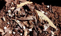 Chalkbrood mummies on the ground near the hive entrance