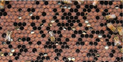 Chalkbrood infected larvae in brood comb