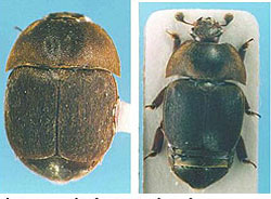 Left - Natural view of beetle as found in hive. Right - Extended view of preserved beetle specimen