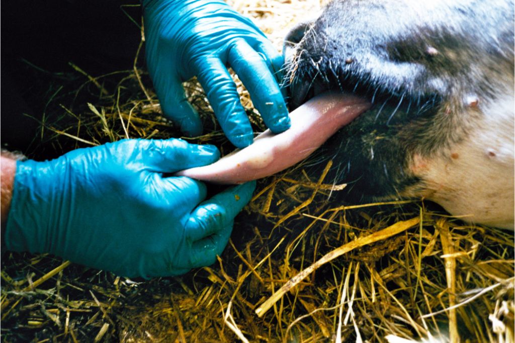 Blue gloved hand pointing out blanched or whitish areas on a cow’s tongue as unruptured blisters Blue gloved hand pointing out blanched or whitish areas on a cow’s tongue as unruptured blisters
