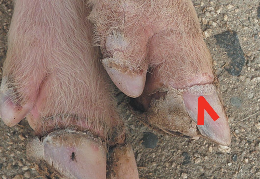 Pig&rsquo;s foot with dry, cracked and flaking hoofs &ndash; known as hoof separation or thimbling